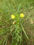 Oenothera chicaginensis